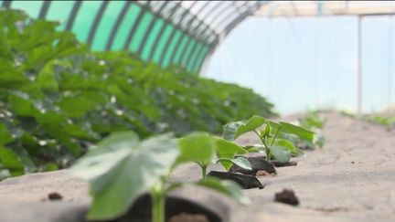 Agriculture : les producteurs font face à des vols de plants de fruits et légumes