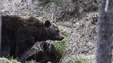 Un ours brun se promène dans le parc naturel des Pyrénées, le 14 avril 2014. (MAXPPP)