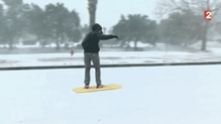 Floride : les palmiers sous la neige