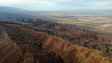 Une vue, prise par un drone de l'association Agent Green, d'une zone de forêt près de Șinca (Roumanie), dans les Carpates, où des arbres ont été coupés, le 30 novembre 2022. (CLAUDIU POSTELNICU / AGENT GREEN)