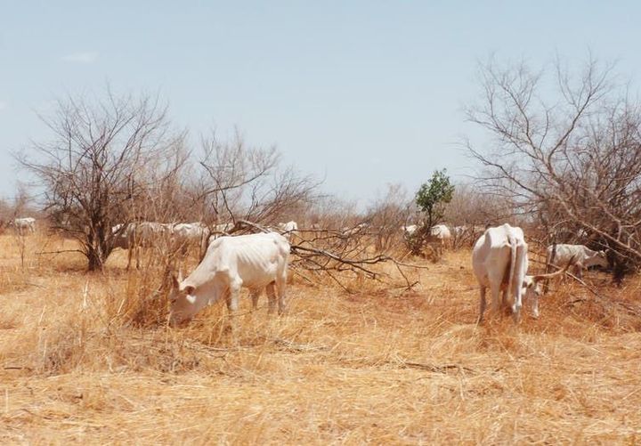 Pâture d’un troupeau de zébus dans la zone du Ferlo (Sénégal).  (Pierre Hiernaux)