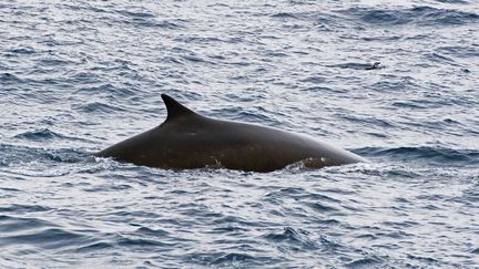 Un rorqual commun, dans l'Antarctique en octobre 2012.&nbsp; (MAXPPP)