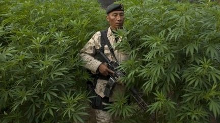 Un soldat mexicain se tient dans un champ de 120 hectares de marijuana près de la frontière avec les Etats-Unis. (ANTONIO NAVA / AFP)