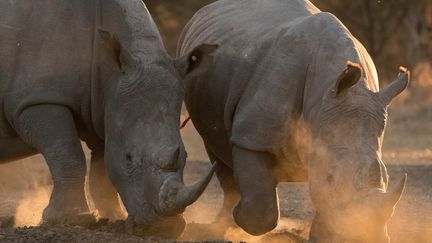 Feuilleton : les animaux menacés de la savane sud-africaine