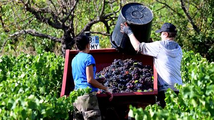 Les vendanges ont commencé en août dans de nombreux domaines, ici début septembre près de Marseille. (GEORGES ROBERT / MAXPPP)