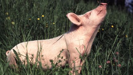 Un cochon devin doit sentir quel sera le r&eacute;sultat des matchs de l'Euro 2012. (HEINZ TSCHANZ-HOFMANN / TIPS / AFP)