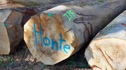 Forêts : des agents victimes d’agressions