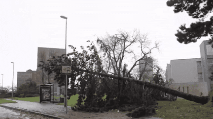 Tempête Ciaran : de nombreux arbres déracinés (France 2)