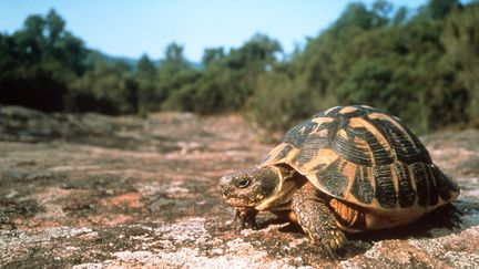 6media TORTUES TRES ENVAHISSANTES-LABIGNE