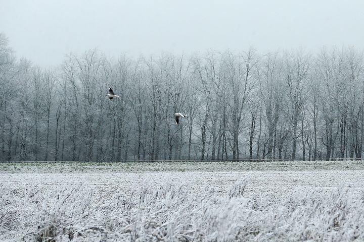 Les arbres à Linselles et Bondues (Nord) le 1er janvier 2017. (MAXPPP)