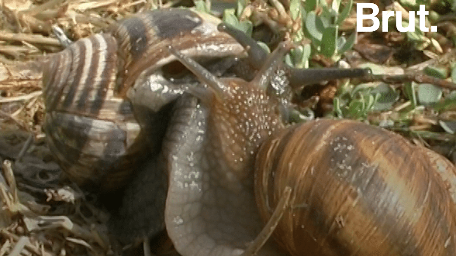 VIDEO. Comment se reproduisent les escargots