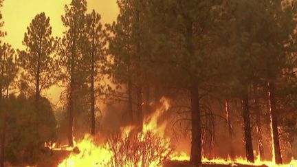 En Californie (États-Unis), les pompiers tentent de lutter pour sauver des flammes des séquoias gigantesques. (CAPTURE ECRAN FRANCE 2)