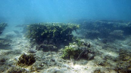 La grande barrière de corail, en Australie, fait partie des sites naturels mis en danger par le réchauffement climatique. (MARCEL MOCHET / AFP)