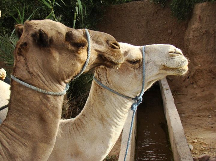 Sept animaux très emblématiques du Moyen-Orient et d'Afrique du