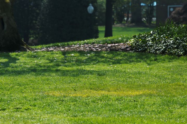Une trace d'herbe jaunie à l'endroit où était planté l'arbre de Trump et Macron, le 28 avril 2018 à Washington (Etats-Unis). (YURI GRIPAS / REUTERS)
