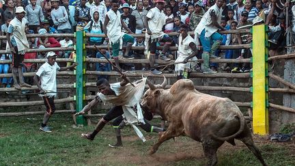 la bête n’est pas mise à mort. Il est interdit de tuer un zébu si ce n’est pas pour nourrir sa famille. L’animal peut être aussi sacrifié lors de cérémonies souvent liées à la mort. Outre sa fonction alimentaire, l’animal fournit un travail précieux pour les paysans. Les parents initient leurs enfants dès leur plus jeune âge à respecter et à soigner les zébus. Il possède une haute valeur spirituelle dans la culture malgache. (Henitsoa Rafalia / AFP)