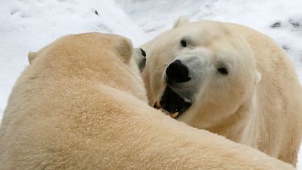 Des ours polaires dans un zoo à Krasnoïarsk (Russie), le 24 novembre 2018. (REUTERS)