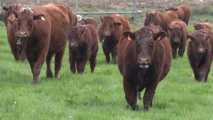 Agriculture : une ferme économe en carbone dans le Cantal (France 3)