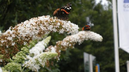 Buddleia, surnommé "arbre aux papillons" tant il les attire. (GETTY IMAGES)