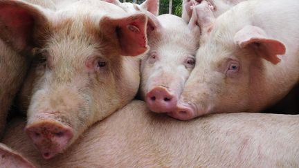 Des porcs à Yunyang, dans la province de Chongqing (Chine), le 8 janvier 2019. (CHEN MEIMING / IMAGINECHINA / AFP)