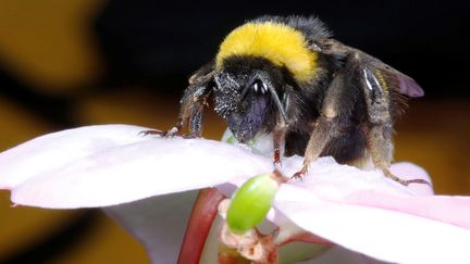 Un bourdon collecte du nectar sur une fleur à&nbsp;Vina del Mar, au Chili, le 13 octobre 2019. (RODRIGO GARRIDO / X01761 / REUTERS)