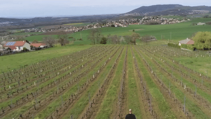 Auvergne : regain de popularité pour le vin volcanique (FRANCE 2)