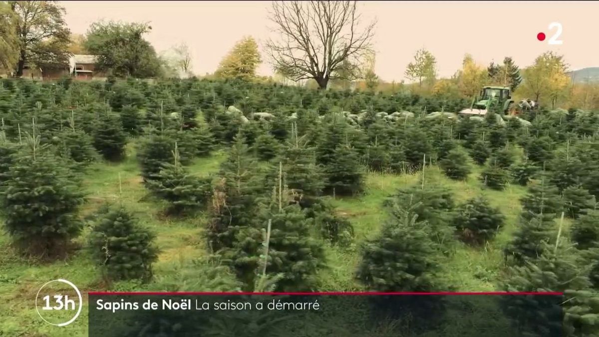 L'origine méconnue des sapins désodorisants, un succès depuis 70 ans -  Edition du soir Ouest-France - 02/03/2022