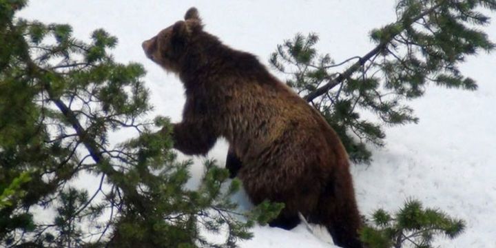 L'ours M13 photographié en 2012 (Keystone)