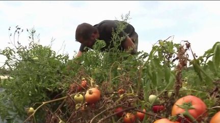 Agriculture : la sécheresse provoque une baisse de la production de légumes