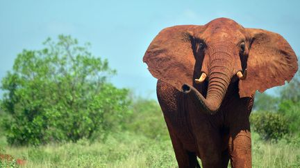 Eléphant du parc national de Tsavo east, au Kenya, le 16 mars 2016. (TONY KARUMBA / AFP)