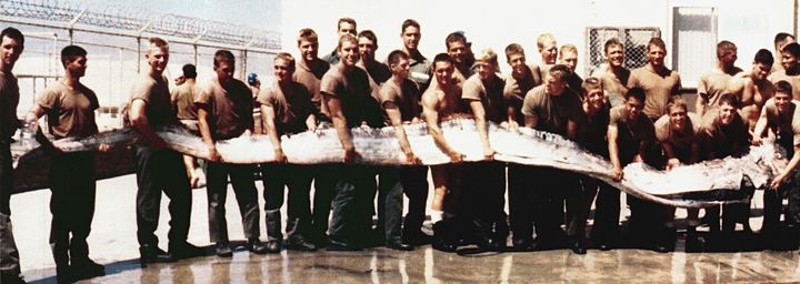 Photo d'un r&eacute;galec de 7 m&egrave;tres, trouv&eacute; mort pr&egrave;s de San Diego, en Californie (Etats-Unis), parue en avril 1997 dans "All Hands", magazine de la Marine am&eacute;ricaine. (U.S. NAVY)