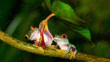 Un couple de grenouilles se prot&egrave;ge de la pluie avec une feuille &agrave; Bognor Regis (Royaume-Uni), le 22 d&eacute;cembre 2013. (KUTUB UDDIN / CATERS NEWS / SIPA)