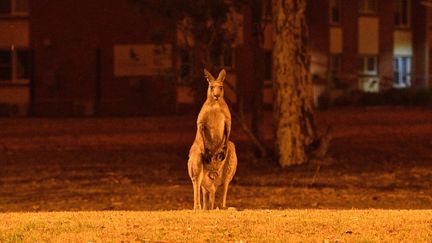 Un kangourou près des incendies en Australie, le 31 décembre 2019. (SAEED KHAN / AFP)