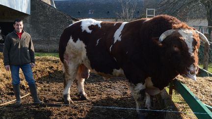 Le taureau Chabal, avec son &eacute;leveur Eric Coquereau, le 20 f&eacute;vrier 2012 &agrave;&nbsp;Morannes (Maine-et-Loire). (CLAIR JOSSELIN / MAXPPP)