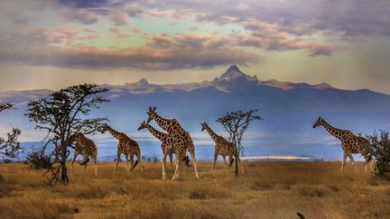 Des girafes en face du Mont Kenya. (Illustration) (MANOJ SHAH / STONE RF / GETTY IMAGES)