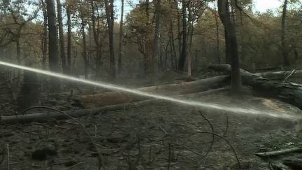 Incendies : 48 pyromanes ont été arrêtés cet été (FRANCE 3)