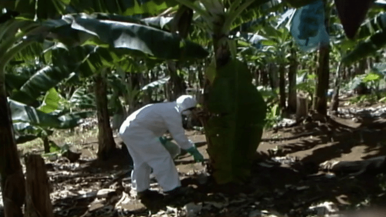 Affaire du chlordécone : des alertes sanitaires existaient depuis les années 1980