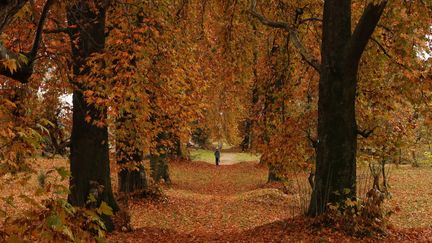 Le jaunissement des feuilles permet à la végétation d’affronter la baisse des températures (photo d'illustration , le 10 novembre 2023) (EYEPIX GROUP / FUTURE PUBLISHING)