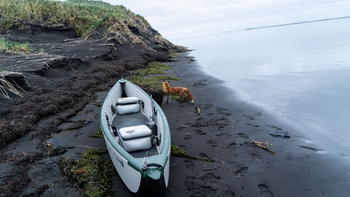 Pendant son périple en Alaska, Antonin Charbouillot a fait une rencontre extraordinaire avec un renard. (ANTONIN CHARBOUILLOT)