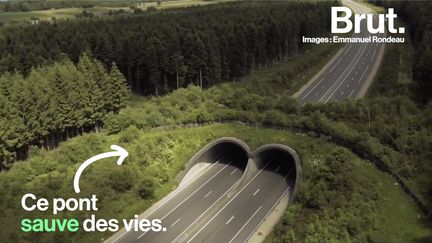 Grâce à ces ponts pas comme les autres, des milliers d'animaux traversent les autoroutes chaque jour sans aucun danger…