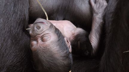 La gorille Malima tient son b&eacute;b&eacute; &acirc;g&eacute; de 4 jours au zoo de Hanovre (Allemagne), le 14 mars 2012. (HOLGER HOLLEMANN / EPA / MAXPPP)