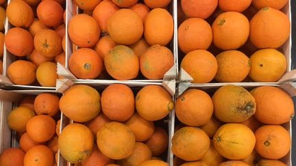 Tunisie : surproduction d'oranges