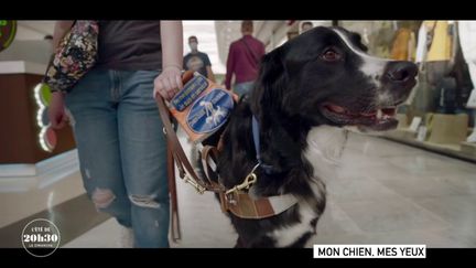 VIDEO. "J'ai ressenti comme une sorte de connexion" : Romane raconte sa rencontre magique avec le chien guide Nitro