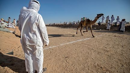 Cette passion peut rapporter de l'argent. Les gagnants repartent avec des trophées et surtout, une cote en hausse pour leurs animaux. Ces courses représentent une source de revenus additionnelle pour certains, à condition d’avoir les moyens d’entraîner, de nourrir et de soigner un chameau. Rien que pour la nourriture, il faut sortir quelque 2 000 livres égyptiennes par mois (105 euros) par animal.&nbsp; &nbsp;&nbsp; (KHALED DESOUKI / AFP)