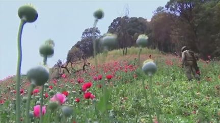 Mexique, les fleurs du mal