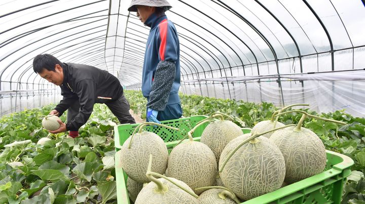 Des mara&icirc;chers cueillent des melons Yubari dans la ville &eacute;ponyme, au Japon, le 21 mai 2015. (TETSU JOKO / YOMIURI /AFP)