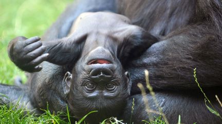 Le petit singe Tatu en ao&ucirc;t 2007. (MICHAL CIZEK / AFP)