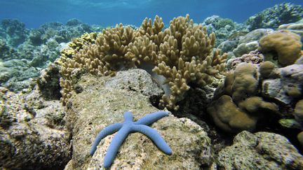 Une étoile de mer dans les eaux indonésiennes du Triangle de corail (photo d'illustration). (ROMEO GACAD / AFP)