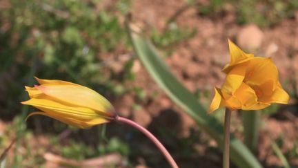 #DécouverteWE : un village viticole se mobile pour sauver ses tulipes sauvages