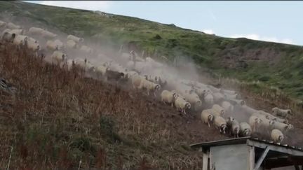 En mars 2018, Nicolas Hulot, le ministre de l'Écologie et de la Transition énergétique, a lancé une consultation publique pour la réintroduction de l'ours dans les Pyrénées. Le résultat est favorable, mais certains éleveurs du Haut-Béarn y sont opposés.